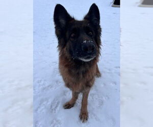 German Shepherd Dog-Unknown Mix Dogs for adoption in Webster, WI, USA