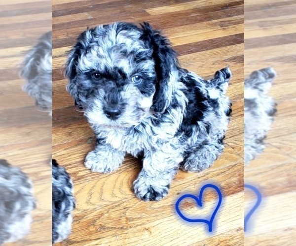 Medium Photo #3 Poodle (Miniature) Puppy For Sale in LEBANON, OR, USA