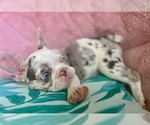 Small Photo #3 French Bulldog Puppy For Sale in COCOA, FL, USA