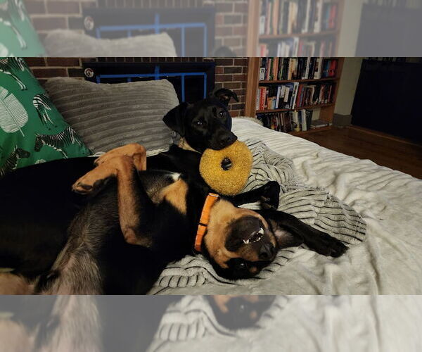 Medium Photo #48 Labrador Retriever-Unknown Mix Puppy For Sale in Brewster, NY, USA