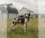 Small Photo #1 Great Dane Puppy For Sale in MIDDLEBURY, IN, USA