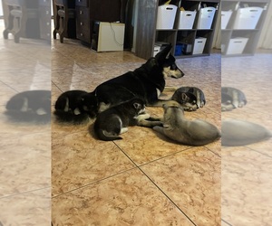 Father of the Alaskan Klee Kai-Shiba Inu Mix puppies born on 12/21/2024