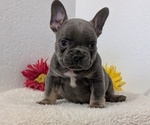 Small Photo #49 French Bulldog Puppy For Sale in GOSHEN, IN, USA