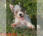 Small #2 Biewer Terrier