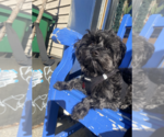 Small #13 Mutt