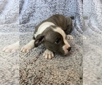 Puppy Professor X American Bully