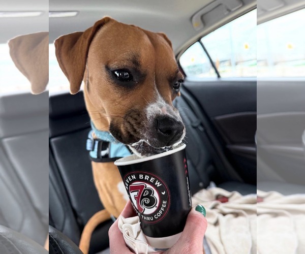 Medium Photo #4 Boxer-Unknown Mix Puppy For Sale in Germantown, OH, USA