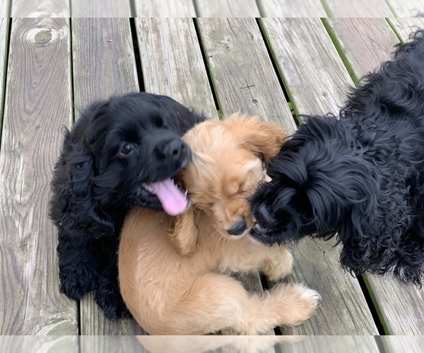 Medium Photo #2 Cocker Spaniel Puppy For Sale in CROSS TIMBERS, MO, USA