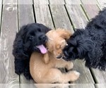 Small Photo #2 Cocker Spaniel Puppy For Sale in CROSS TIMBERS, MO, USA