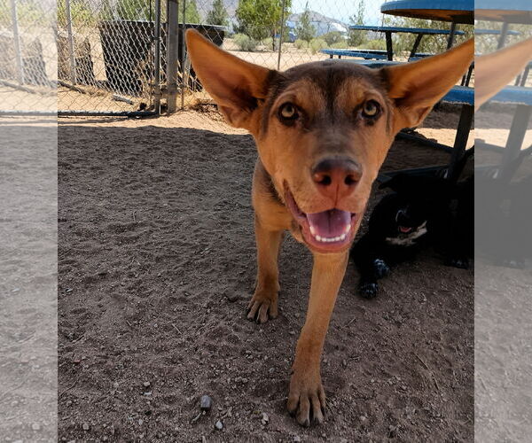 Medium Photo #4 Australian Kelpie Puppy For Sale in Apple Valley, CA, USA