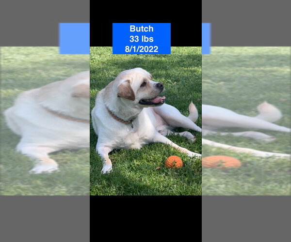 Medium Photo #3 American Bulldog-Unknown Mix Puppy For Sale in West Hollywood, CA, USA