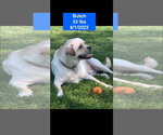 Small #2 American Bulldog Mix