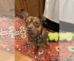 Small #4 American Staffordshire Terrier-Boston Terrier Mix