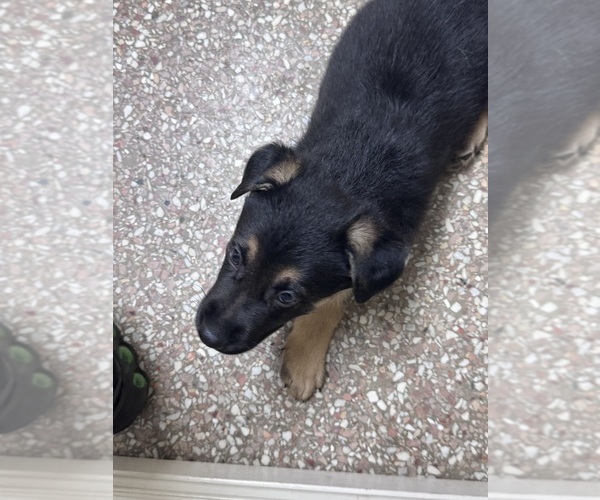 Medium Photo #1 German Shepherd Dog Puppy For Sale in DE SOTO, GA, USA