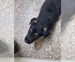 German Shepherd Dog Puppy for sale in DE SOTO, GA, USA