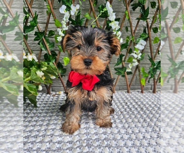 Medium Photo #5 Yorkshire Terrier Puppy For Sale in INDIANAPOLIS, IN, USA