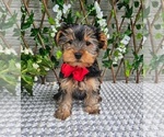 Small #4 Yorkshire Terrier