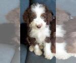 Small Photo #4 Aussie-Poo-Aussiedoodle Mix Puppy For Sale in ANNISTON, AL, USA