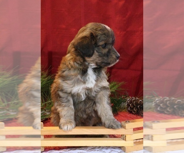Medium Photo #11 Aussiedoodle Miniature  Puppy For Sale in MENDON, MI, USA