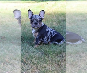 Medium French Bulldog