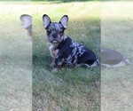 Puppy Puppy 4 French Bulldog