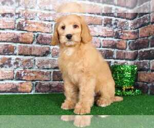 Pyredoodle Puppy for sale in BEL AIR, MD, USA