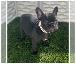 French Bulldog Puppy for Sale in N CHESTERFLD, Virginia USA