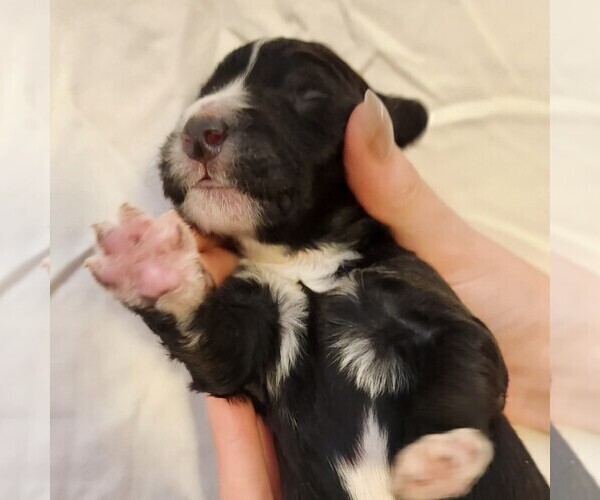 Medium Photo #9 F2 Aussiedoodle Puppy For Sale in COLUMBIA, TN, USA