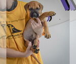 Small #2 Boxer