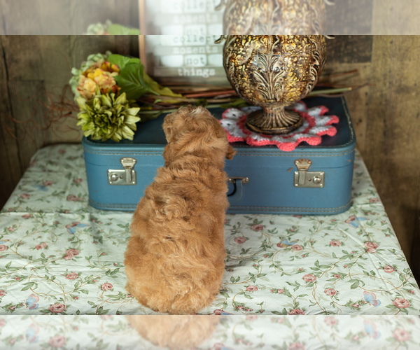 Medium Photo #24 Miniature Labradoodle Puppy For Sale in NAPPANEE, IN, USA