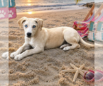 Small #6 Labrador Retriever