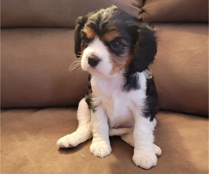 Cavalier King Charles Spaniel Puppy for sale in COLONA, IL, USA