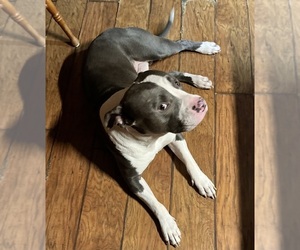 Father of the American Pit Bull Terrier puppies born on 06/15/2025