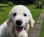 Small Photo #13 English Cream Golden Retriever Puppy For Sale in BELLWOOD, PA, USA