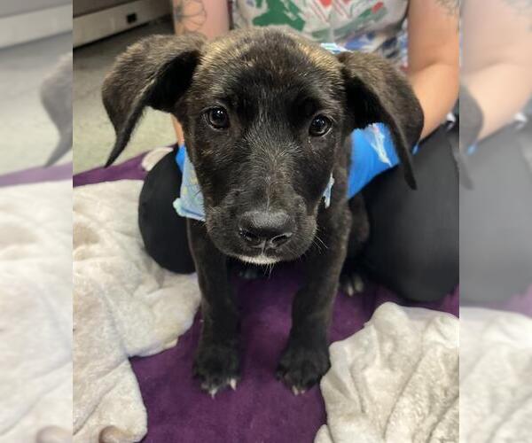 Medium Photo #1 Plott Hound-Unknown Mix Puppy For Sale in Stockton, CA, USA