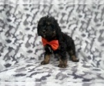 Small #5 Cavapoo (Miniature)