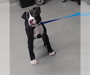 Mutt Dogs for adoption in San Francisco, CA, USA