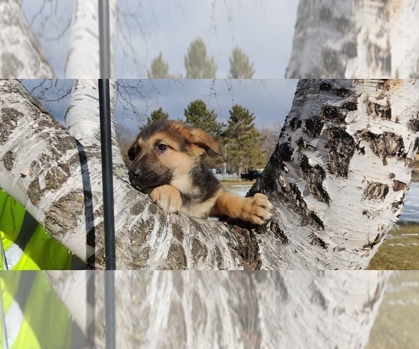 Medium Photo #9 German Shepherd Dog Puppy For Sale in BRAINERD, MN, USA