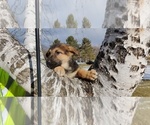Small Photo #9 German Shepherd Dog Puppy For Sale in BRAINERD, MN, USA