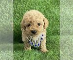 Small #15 Poodle (Toy)
