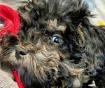 Small #5 Poodle (Toy)-ShihPoo Mix