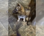 Small Photo #1 German Shepherd Dog Puppy For Sale in WOLVERINE, MI, USA