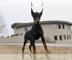Small Photo #11 Doberman Pinscher Puppy For Sale in WARSAW, IN, USA