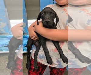 Mutt Dogs for adoption in Rustburg, VA, USA