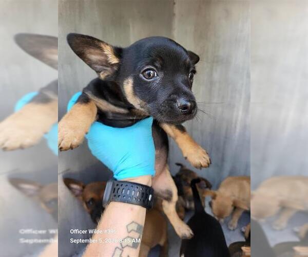 Medium Photo #1 Chihuahua-Unknown Mix Puppy For Sale in San Antonio, TX, USA