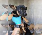 Small Chihuahua Mix
