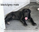 Puppy Blackgrey male Great Dane