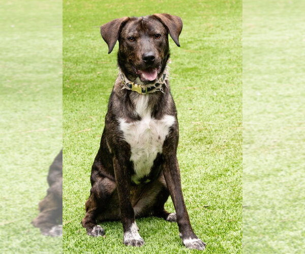 Medium Photo #10 Mountain Cur-Unknown Mix Puppy For Sale in Ellijay, GA, USA