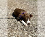 Small #4 American Pit Bull Terrier Mix