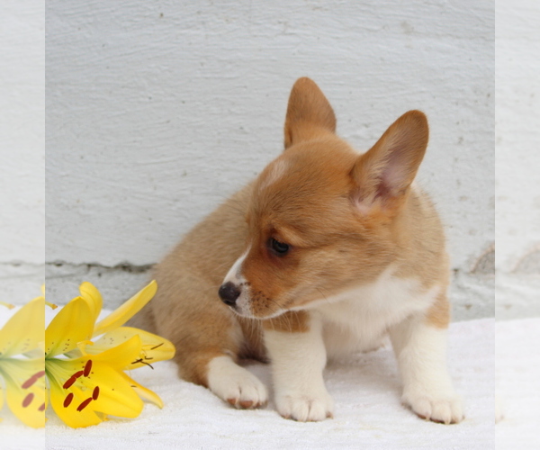 Medium Photo #5 Pembroke Welsh Corgi Puppy For Sale in MORGANTOWN, PA, USA